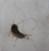 Grey silverfish on trap