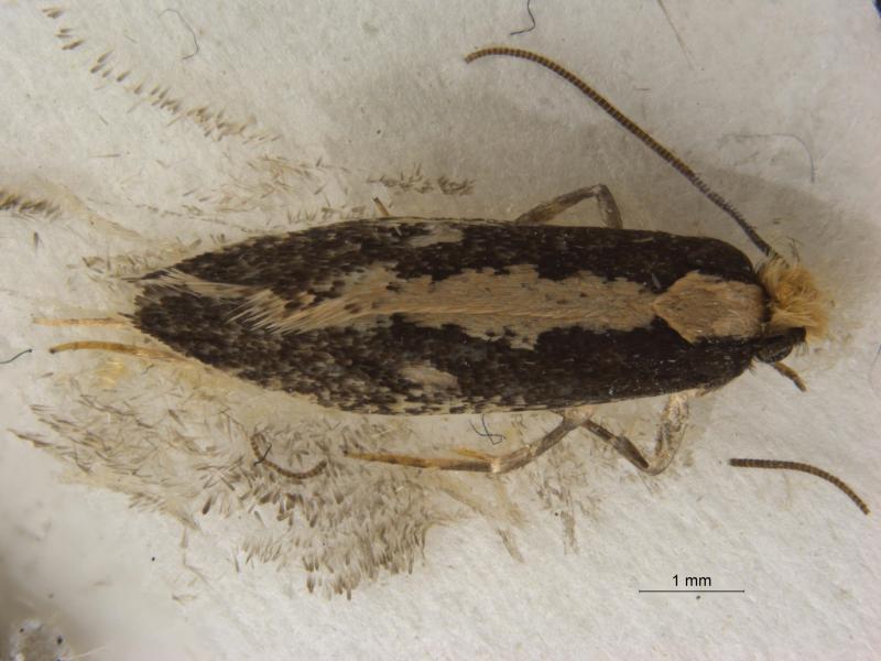 Adult on trap