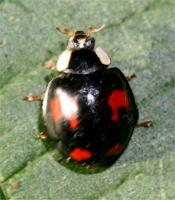 Harlequin ladybird Harmonia axyridis 