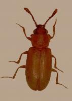 Fungus beetle Cryptophagus acutangulus 