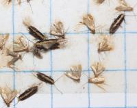 Monopis and Tineola on pheromone trap