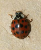 Harlequin ladybird Harmonia axyridis