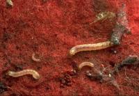 Webbing clothes moth larvae Tineola bisselliella