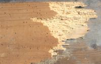 Anobium damaged floor board