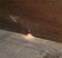 Anobium frass