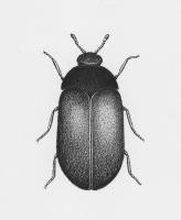 Drawing of adult