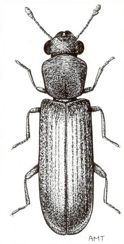 Drawing of Lyctus brunneus