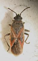 Plane tree bug