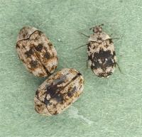 Anthrenus sarnicus adult group