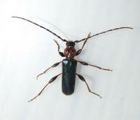 Bark longhorn Phymatodes