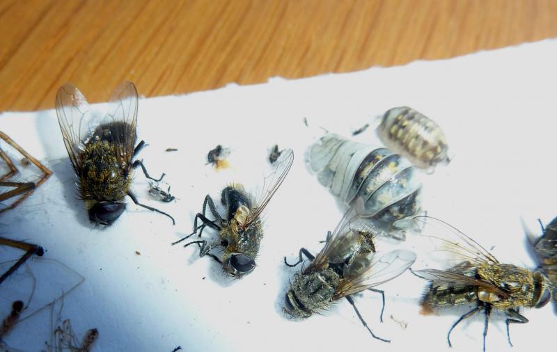 Cluster flies on trap