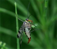 Scorpion Fly