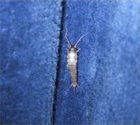 Silverfish  Lepisma saccharinum