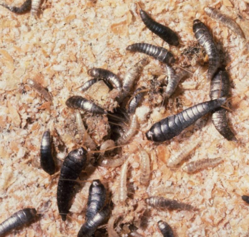 Group of adults and nymphs