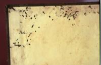 Biscuit beetle damage