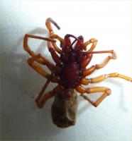 Spider Dysdera