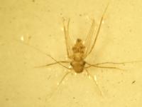 Winged Booklouse