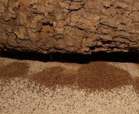 Death watch beetle damage and frass