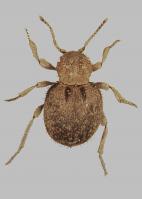 Globular spider beetle Trigonogenius globulus
