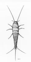 Drawing of silverfish