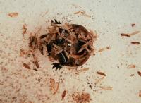 Reesa infestation in beetle collection