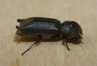 Oriental wood borer Heterobostrychus aequilus