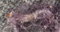 Tineola larva in webbing
