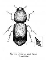 Sinoxylon woodborer