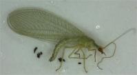 Green Lacewing Chrysoperla