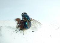 Greenbottle Lucilia