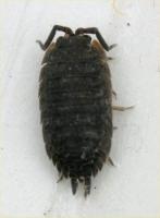 Grey Woodlouse Porcellio