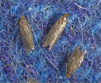 Case bearing clothes moths