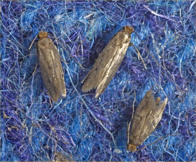 Tinea adults
