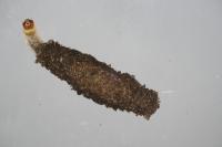 Larva Pale backed clothes moth Monopis crocicapitella