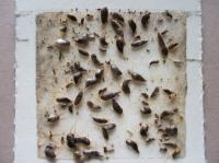 Trap with silverfish