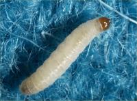 Webbing clothes moth larva