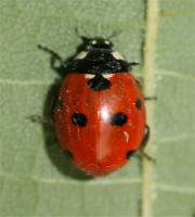 Seven Spot Ladybird Coccinella septempuctata