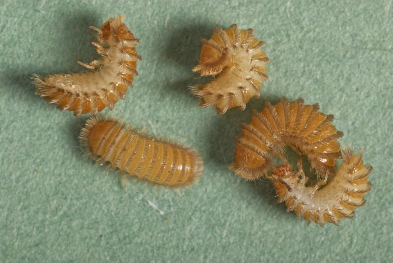 Larval group
