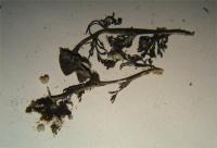 Herbarium specimen damaged by spider beetle