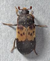 Larder beetle Dermestes lardarius