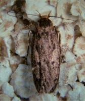 Brown house moth Hofmannophila pseudospretella 