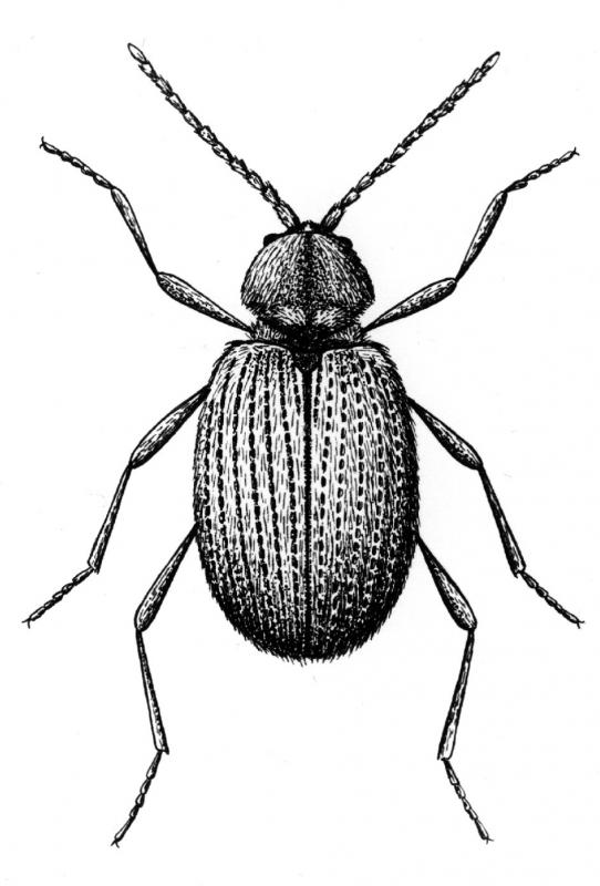 Drawing of adult