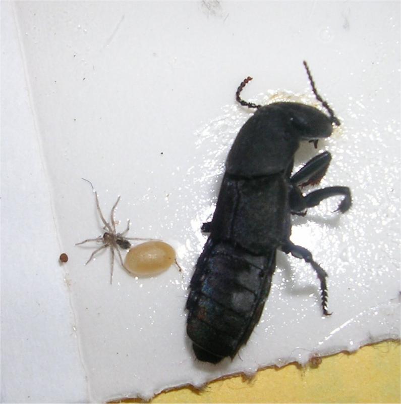 Adult beetle on trap with egg on left