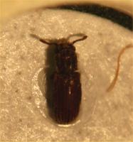 Powder post beetle Minthea sp