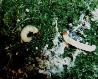 Tineola larvae, frass and webbing