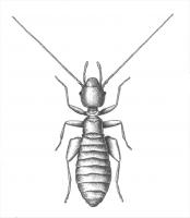 Drawing of Liposcelis