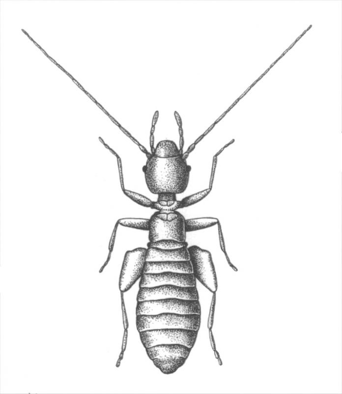 Drawing of Liposcelis