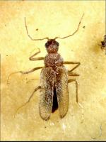 The Odd Beetle Thylodrias contractus 