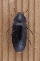 Peruvian Hide beetle Dermestes peruvianus 