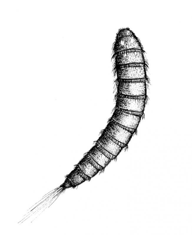 Attagenus larva drawing